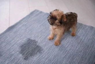 Pet Stain & Odor Cleaning
